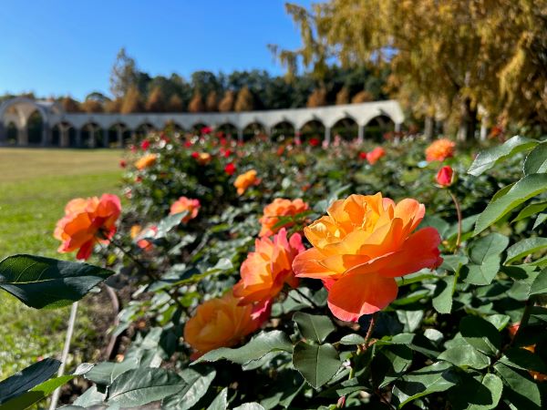 蜻蛉池公園写真