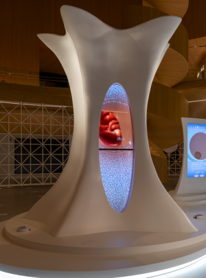 iPSの樹／生きる心臓モデル