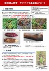 新規侵入病害サツマイモ基腐病の農家向け技術資料