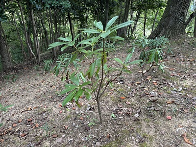 順調に育っているシャクナゲの苗木