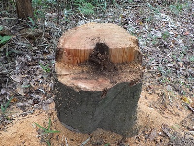 伐採した枯木の切株の画像