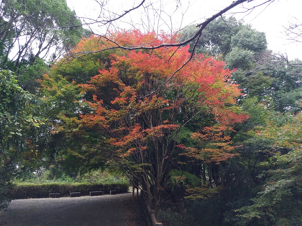 活動地入口付近の紅葉の画像