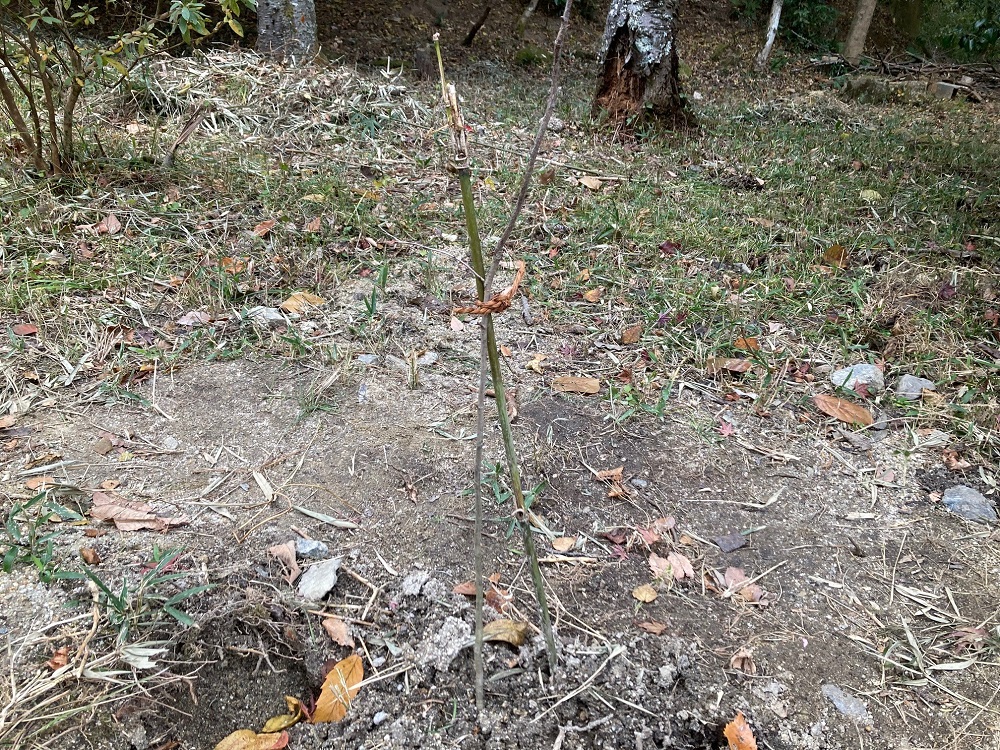 植え終わった苗木の画像