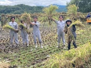 黒米の稲刈り