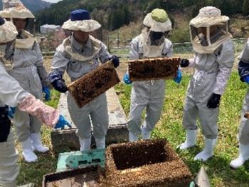 養蜂の実習