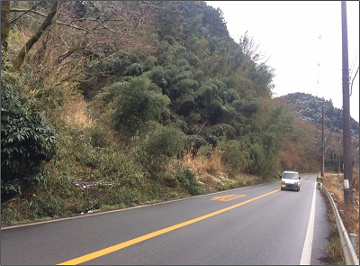 主要道路沿いにおける倒木対策前