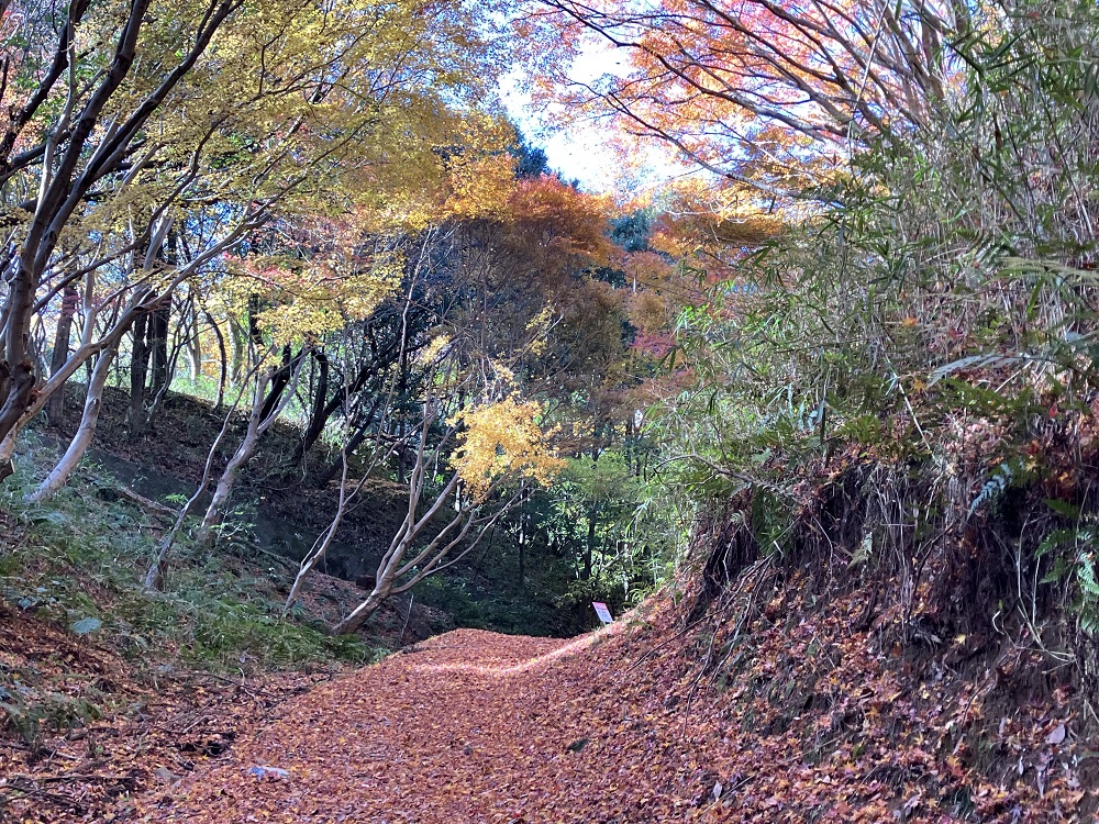 当日の森林の概況画像