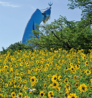 ひまわりばたけのがぞう