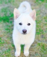 白い犬の写真